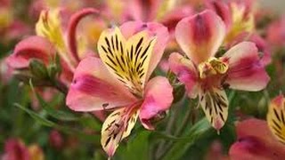 How to Grow Alstroemeria  Astromelia Flower  English Subtitles  TvAgro por Juan Gonzalo Angel [upl. by Torey799]