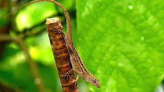 lagarto iguanita reptiles [upl. by Ydnac]