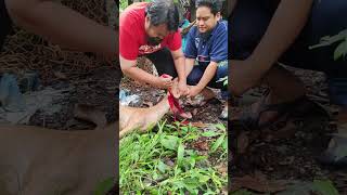 Sembelih kambing dengan pisau butcher 8 inci Jaya Mata [upl. by Nyral]