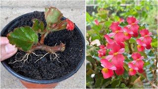 Begonias bloom continuously when using this water bottle for propagation [upl. by Yddur876]