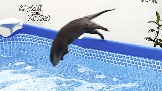 Otters Super Acrobatic Flight Otter life Day 708 [upl. by Saffren]