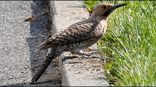 Pic flamboyant cri  Northern Flicker call [upl. by Avika]