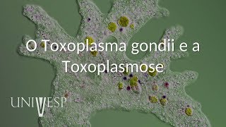 Parasitologia  Aula 05  O Toxoplasma gondii e a Toxoplasmose [upl. by Paula]