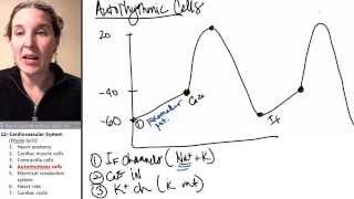 Cardiac ExcitationContraction Coupling [upl. by Nnylyt929]