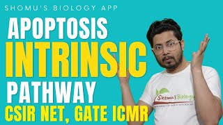 Intrinsic pathway of apoptosis  mitochondrial pathway of apoptosis  Apoptosis lecture 2 [upl. by Shargel]