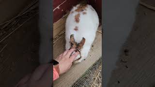 just a loaf 🍞 cutie  asmr faunaasmr asmrcommunity bunny cute [upl. by Anetta]