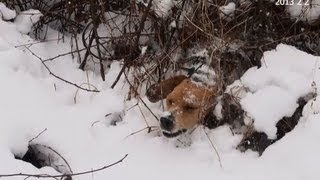 Skyviews Beagles Rabbit Hunting With Jen amp EZ Feb 15 2013 [upl. by Nahej]