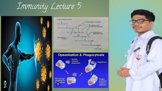 Complement System Immunology [upl. by Enorahs]