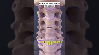 Cervical Vertebrae C1C5 anatomy cervicalpain cervicalspine [upl. by Reffineg]