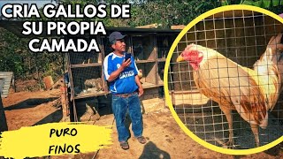 CRIA SOLO GALLOS FINOS Y TIENE SU PROPIO COLISEO GALPON HERMANOS CORREA [upl. by Eitteb168]