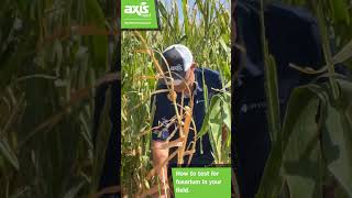 How to test for fusarium in your field [upl. by Nala]