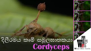 Zombie හදන දිලීරය  ophiocordyceps unilateralis wtfacts Animals nature [upl. by Silma]