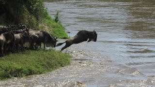 Gnu Crossing river Talek Maasai Mara KENYA [upl. by Yennor493]