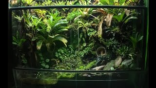 Poison Dart Frog 180 gallon Vivarium update [upl. by Ekud]