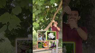 Free fertilizer  pesticide for flowering fruiting best plants growth🌿🍋🌺 shorts viral gardening [upl. by Slerahc328]