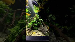 Cichlid fish feeding frenzy aquarium georgefarmerstudios cichlids aquascape [upl. by Ahsinelg]