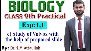 Study of Volvox with the help of prepared slide  9th biology practical  Exp11 part2 c [upl. by Akirahc31]