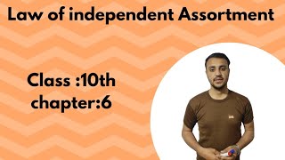 Law of independent Assortment in urdu  Hindi  Class 10th chapter 6 [upl. by Rockafellow643]