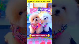 लूसी और चिंकी सबसे प्यारे कुत्ते 🐶 cutest dog funny story hindi 😄 cutepuppies cutepuppy [upl. by Boleslaw21]