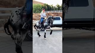 Asta el caballo sabe que esta rola esta buena caballos jaripeo vaqueros tamborazo mexico [upl. by Yliah]