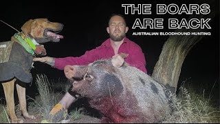 THE BOARS ARE BACK  WESTERN NSW  AUSTRALIAN BLOODHOUND HUNTING [upl. by Ibson791]