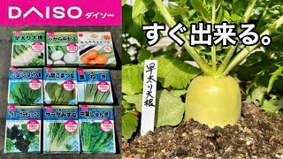 【ダイソー】とんでもなく収穫が早い野菜の育て方と栽培方法（種まき時期〜水やり）【100均園芸】【コスパ最強】24110 [upl. by Close932]