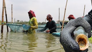 Monosex Culture and Sex Reversal in Fishes Genetics Monosex in Aquaculture in Pond  Clips On [upl. by Lalittah]