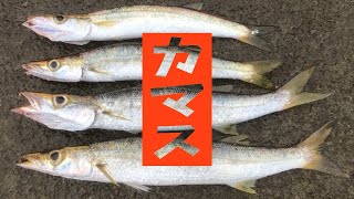 【カマス】カマスの刺身は最高だ！ 鹿児島 釣り [upl. by Willms]