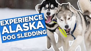 Experience Dog Sledding Like A Pro In Alaska [upl. by Jenkel]