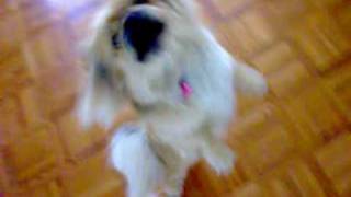 PEKINGESE DANCE [upl. by Aires381]