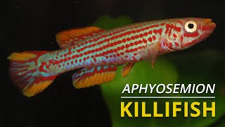 Aphyosemion Killifish  Beautiful and Diverse [upl. by Petes494]