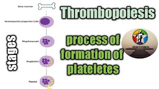 Thrombopoiesis in hindi ll process of formation of platelets ll hematology and blood banking [upl. by Annetta710]