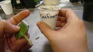 How to start an African Violet from a leaf [upl. by Aillij]