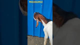 KOTA AVAILABLE FOR SELL ali goat youtubeshorts youtube youtubevideos youtuber ytshorts cow [upl. by Saoj]