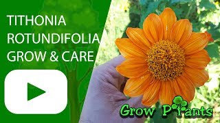 Tithonia rotundifolia  grow amp care Mexican sunflower [upl. by Branen]