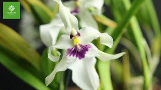 Miltonia Orchid  Miltonia Spectabilis Care  How To Grow Orchids  Growing Orchids Under Lights [upl. by Nerret]