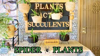 Why you need to add Spider Plants as house plants  from Spiderette’s to full grown Spider Plants [upl. by Gascony]