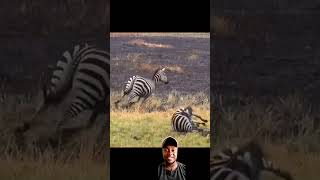 Olha só galera Dois irmãos leões fazem emboscada para poder predar uma zebra [upl. by Tawney]