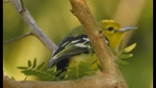 Common Iora♂ 4K [upl. by Elyssa]