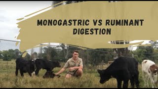 Monogastric Vs Ruminant Digestion [upl. by Allmon798]