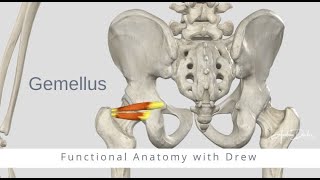 Functional Anatomy  Gemellus Superior and Inferior [upl. by Eaj]