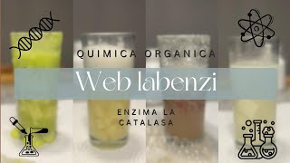 Web labenzi 👩🏼‍🔬🧪 [upl. by Leirad]