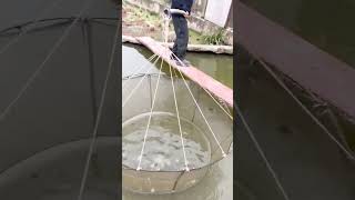 fishing foryou fyp net fish fishinglife viralshorts short [upl. by Maighdiln]