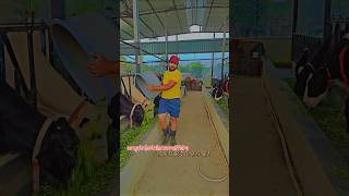 Successful cow dairy farm starting dairy farm business in India dairy farm tour in Indiafarming [upl. by Ayotl]