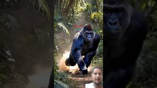 Gorilla fight  😱Jkmnaturetrending viralshort [upl. by Malva]