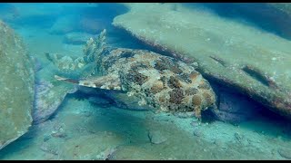 Meet the remarkable Wobbegong shark at Cabbage Tree Bay [upl. by Aifas336]