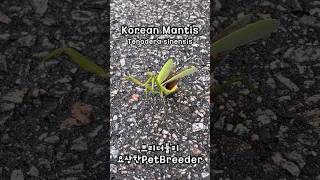 한국의 왕사마귀 Korean Mantis  Tenodera sinensis Mantis KoreanMantis Insects Insect [upl. by Aynom]