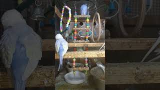 Listen morning sounds of budgies for 1 hour [upl. by Fawn342]