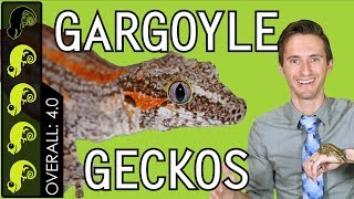 Gargoyle Gecko The Best Pet Reptile [upl. by Zoellick]