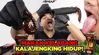 GILA MUKBANG KELABANG KALAJENGKING [upl. by Rahas]